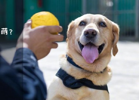 為了&ldquo;破冰&rdquo;，它們英勇無畏！